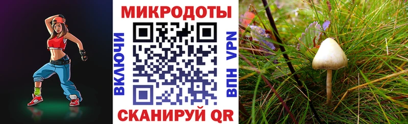 Галлюциногенные грибы Psilocybe  Шуя 